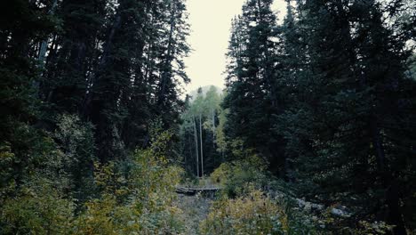 Hermosa-Vista-Al-Bosque-De-Otoño-En-El-Gran-Cañón-De-Cottonwood-Ubicado-En-Utah,-Estados-Unidos