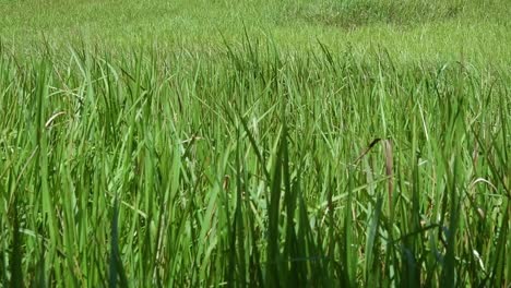 Ein-Mehrjähriges-Gras,-Das-Im-Tropischen-Und-Subtropischen-Asien-Beheimatet-Ist-Und-Auch-In-Mehrere-Länder-Eingeführt-Wurde