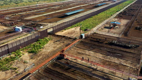 unforgettable views: aerial shot of cows on texas-chihuahua border
