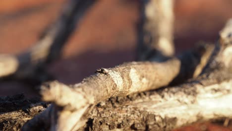 pequeña araña saltadora huye con un palo