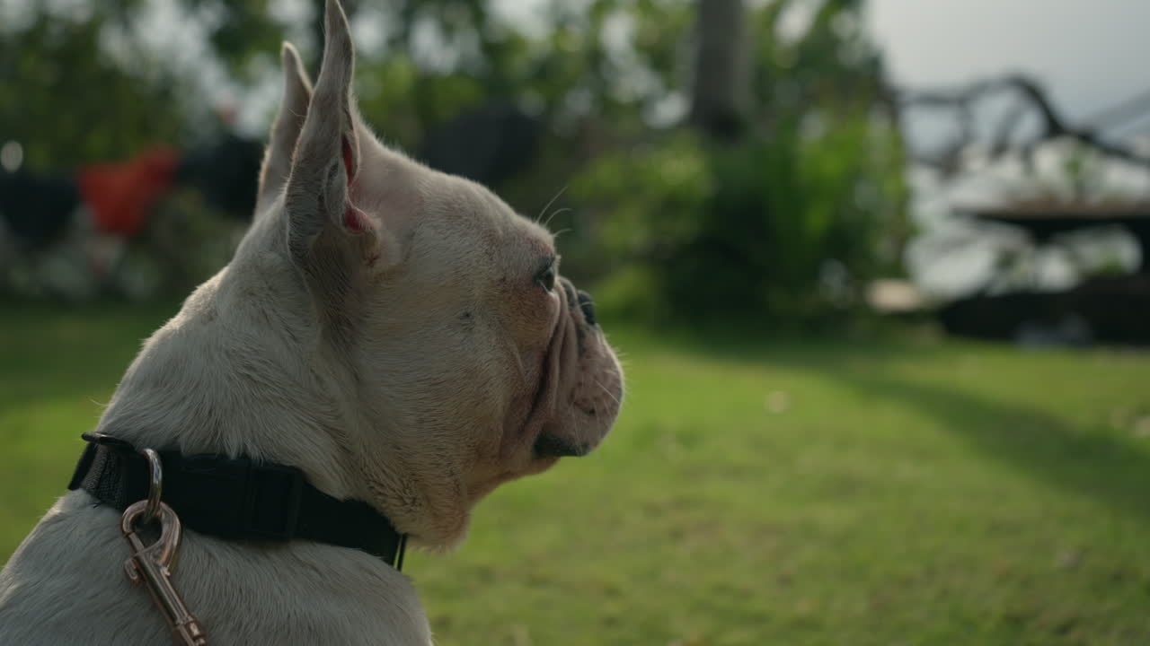 White French bulldog sitting in yard with leash and collar