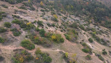 Herd-of-sheep-wandering-on-a-pasture-on-a-hill-drone-shot