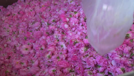 pouring a pile of pink flowers for steam distillation