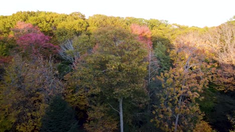 Línea-De-árboles-De-Otoño