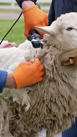 sheep shearing