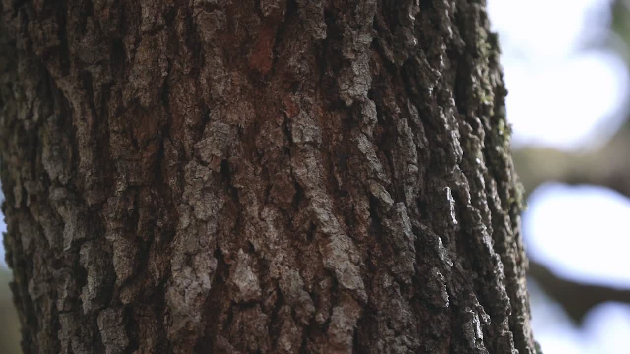 Una quercia nel bosco, lenta panoramica ravvicinata e dettagliata sulla corteccia