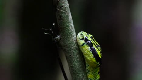 Green-pit-viper-scientifically-named-Craspedocephalus-trigonocephalus