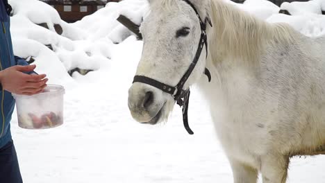 horse eating vegetables from human hands in winter