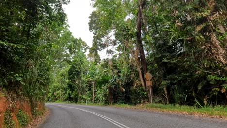 a serene drive through dense rainforest in port douglas, showcasing winding roads and vibrant greenery under soft natural lighting