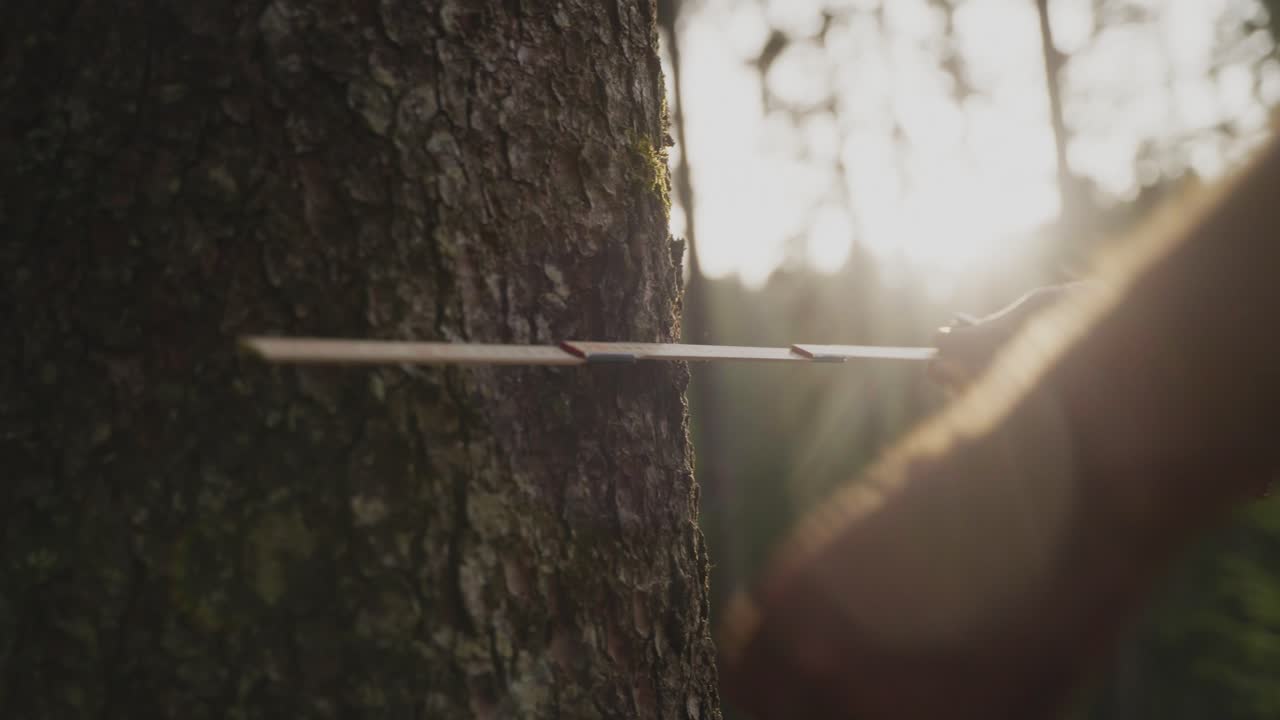Close-up of a forestry worker measuring the diameter of a tree trunk using a caliper in sunlight. Represents forest management, environmental care, and sustainable resource use