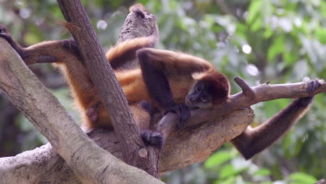 Mono-Araña-Adulto-Durmiendo-En-La-Rama-De-Un-árbol