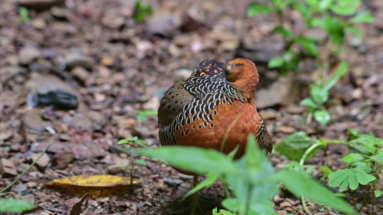 limpiando sus plumas y alas en el suelo cubierto por algunas plantas, la perdiz ferruginous caloperdix oculeus, tailandia