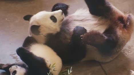 panda with it's baby lies on it's back, wildlife animals in the zoo, close-up view, digital film look