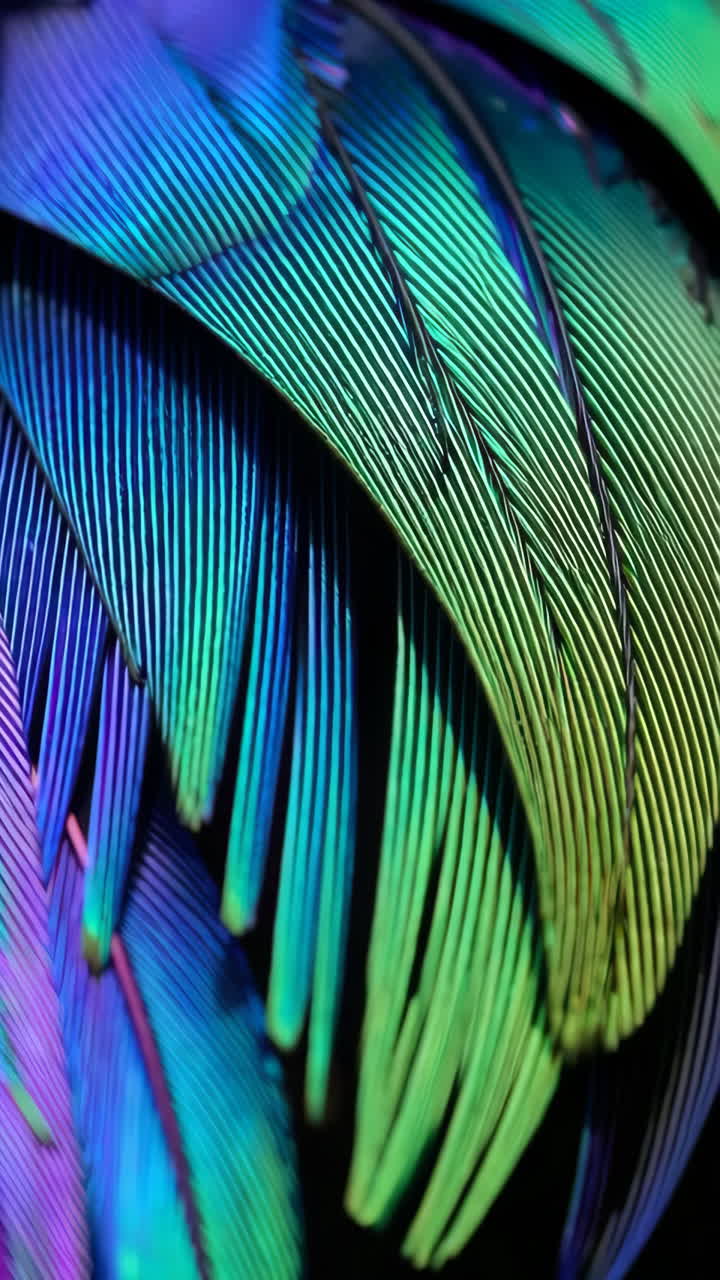 Vibrant Iridescent Feathers Close-up