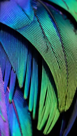 vibrant iridescent feathers close-up