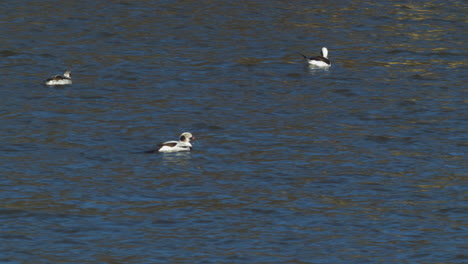 group of long-tailed ducks swimming in cannal, daytime, medium shot