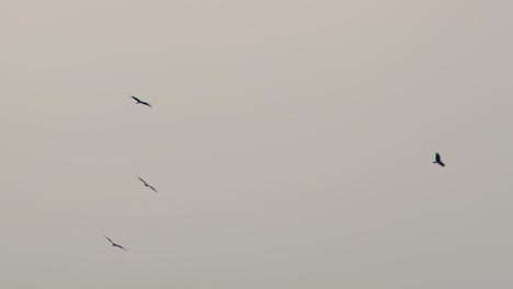 Flock-of-large-raptor-eagle-birds-soar-against-empty-grey-sky