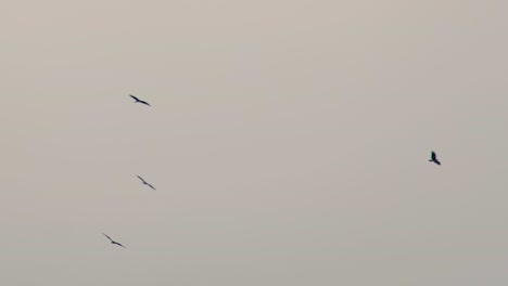 bandada de grandes aves de águila raptor se elevan contra el cielo gris vacío