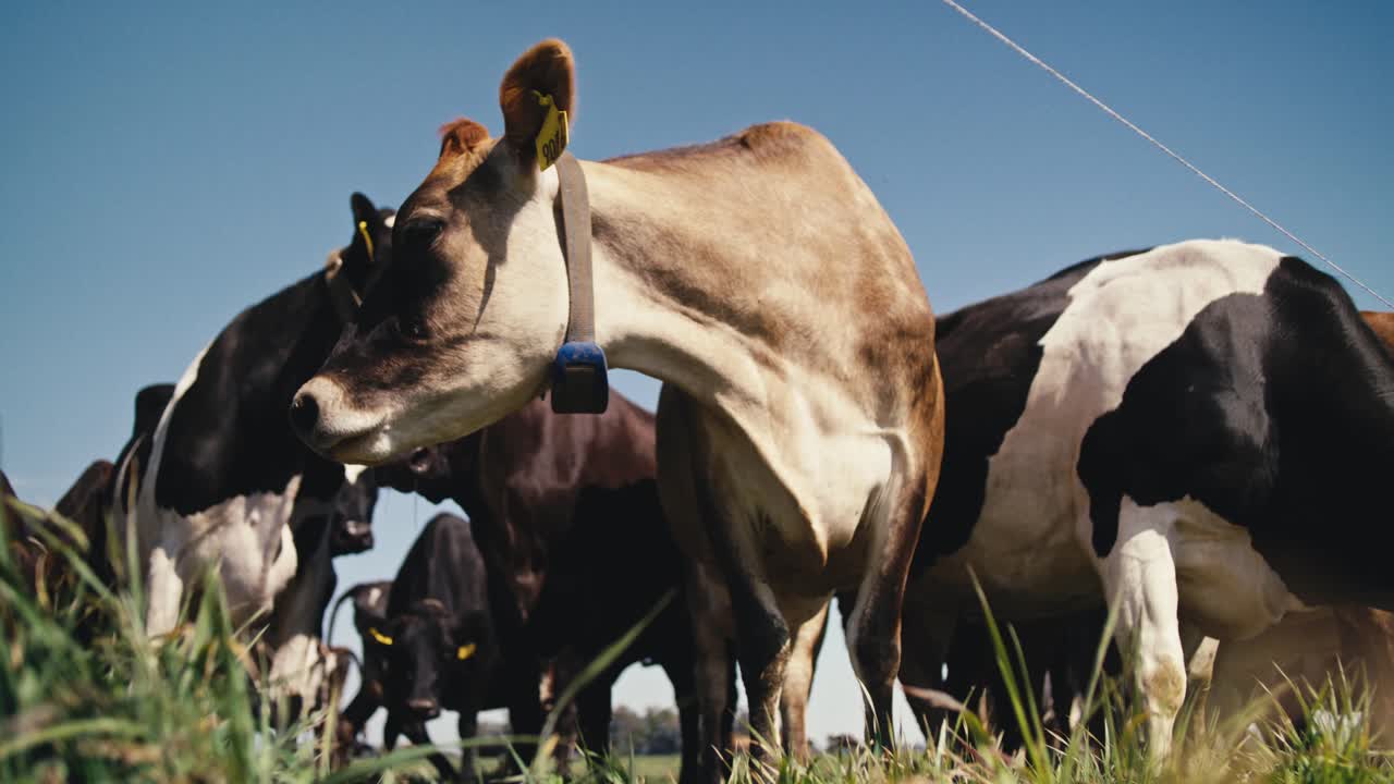 Vacas en un campo mirando a la cámara.