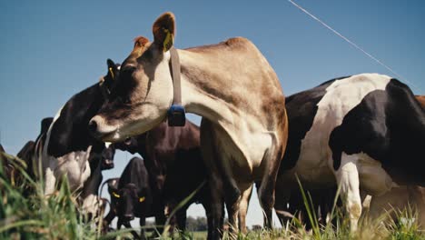 cows on farmland looking into the camera