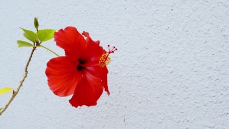 hibiscus flowers blooming on ropes beautiful flowers blooming in the subtropical zone of okinawa