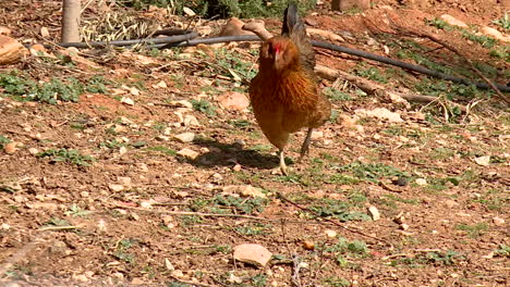chicken in a rural yard