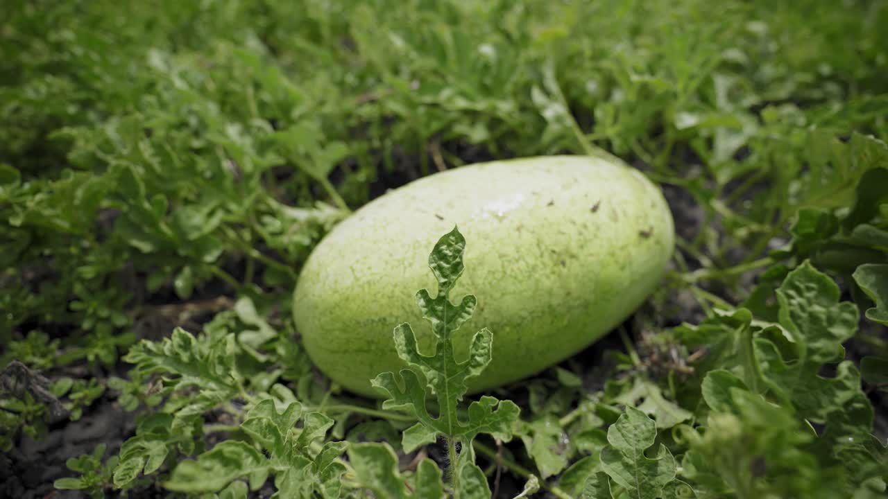 Long watermelon on a plant in the garden. Large ripe berry. Crop of watermelons. Harvest time.