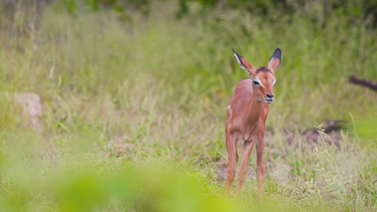 un becerro de antílope de impala explorando una llanura cubierta de hierba, y luego regresando a su madre