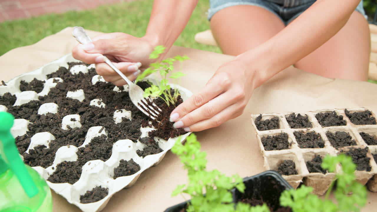 Planting seedlings in egg carton, hands carefully tending to young plants