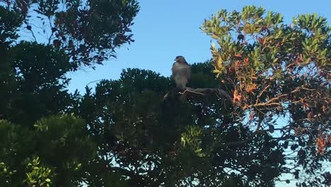 a hawk sitting on a tree branch before it takes flight and soars with open wings into the sunset sky