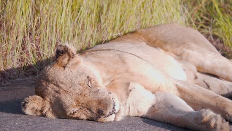 Lioness-sleeping-in-warm-sunlight-on-asphalt-road,-flies-on-her-head