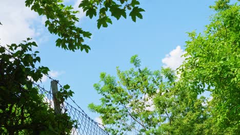 Tiefwinkelaufnahme-Von-Grünen-Bäumen,-Die-Sich-Im-Wind-Wiegen,-Blauem-Himmel,-Wolken-Und-Zaun