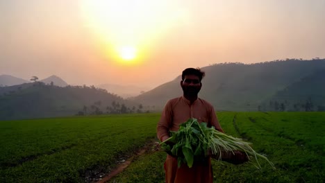 farmer with harvest at sunset