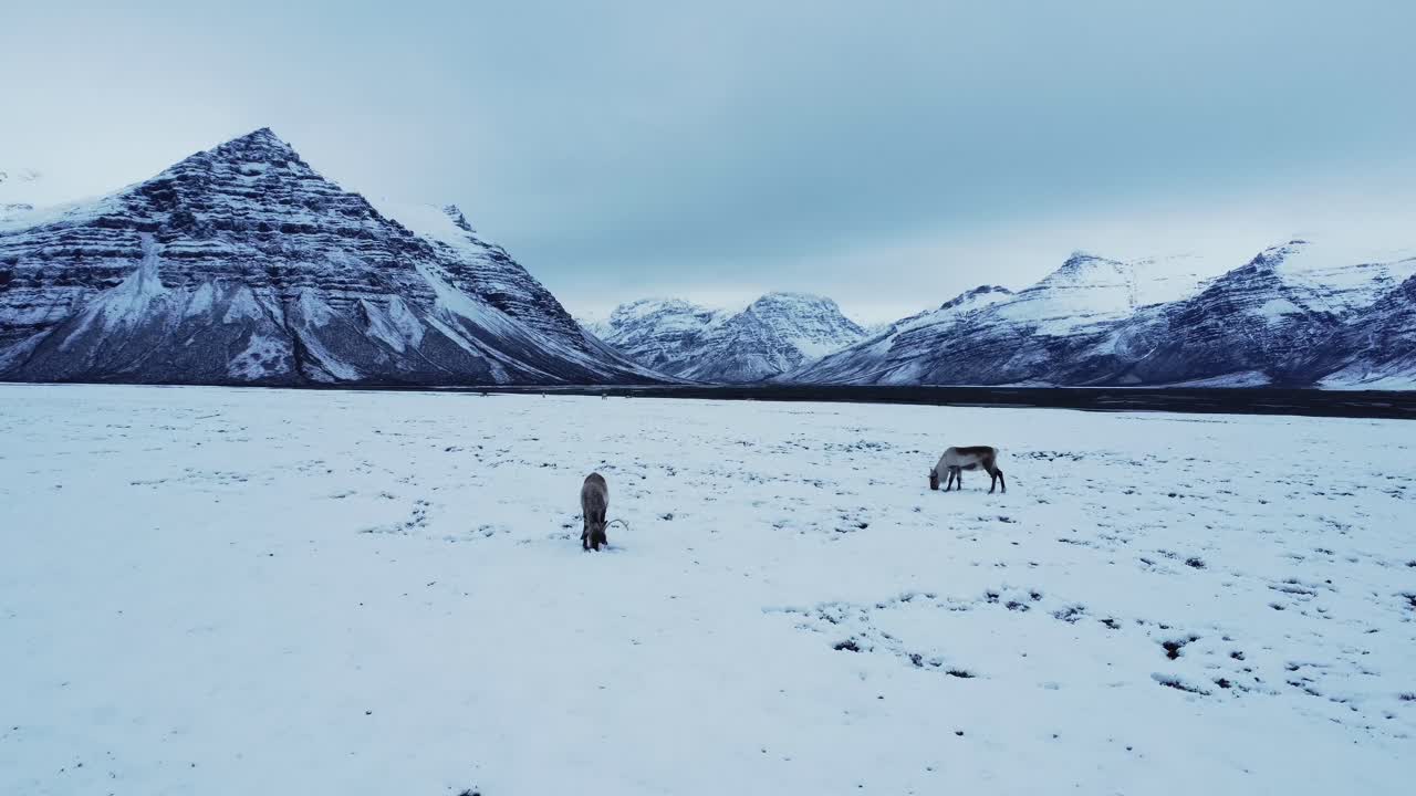 Rensdyr græsser i bjergene.