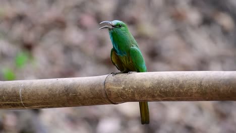 el abejaruco de barba azul se encuentra en la península de malaya, incluida tailandia, en claros de bosques particulares