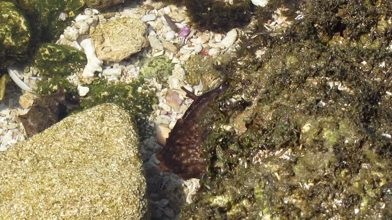Nudibranch sea slugs on the surface of beach waters