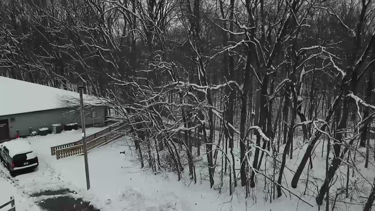 나무 드론 영상