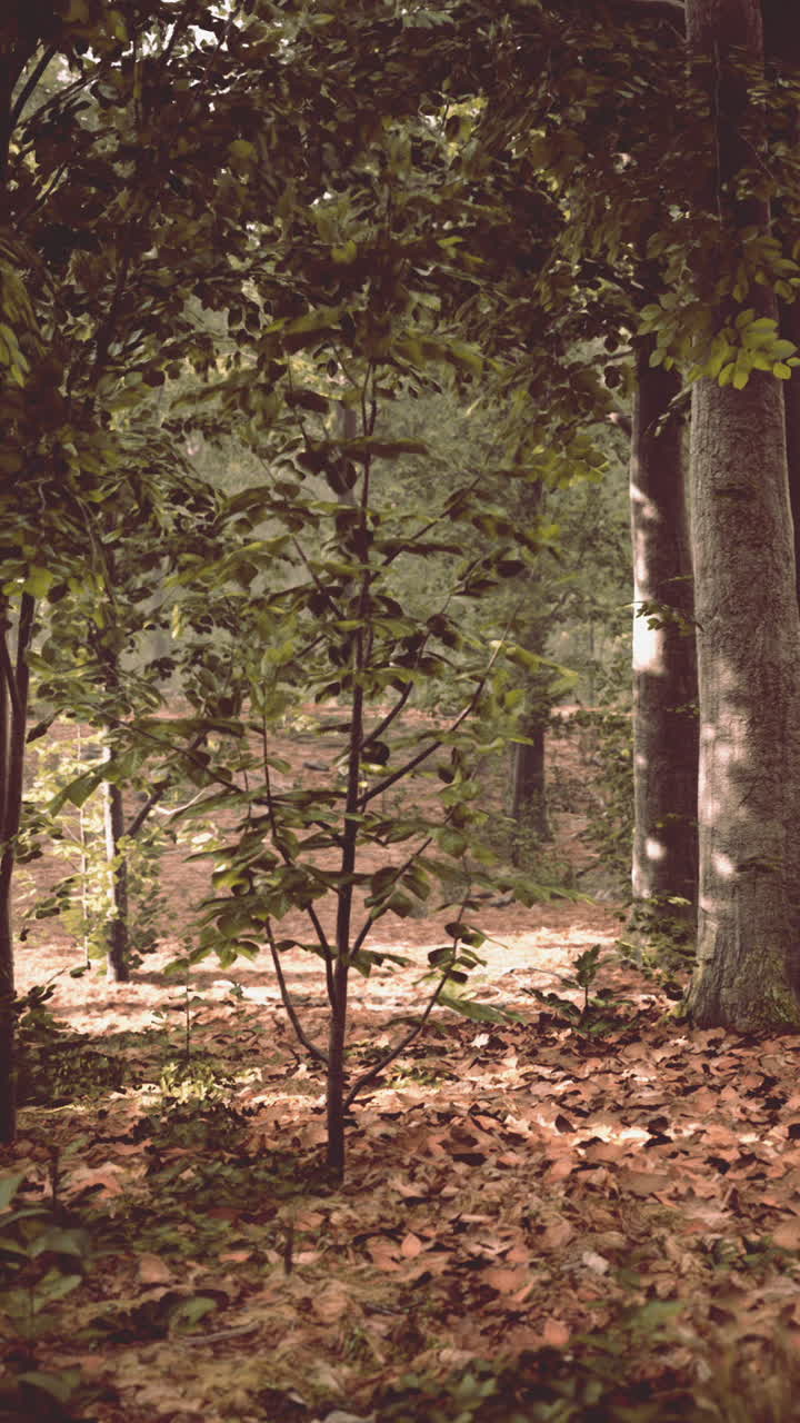 una escena de bosque pacífico