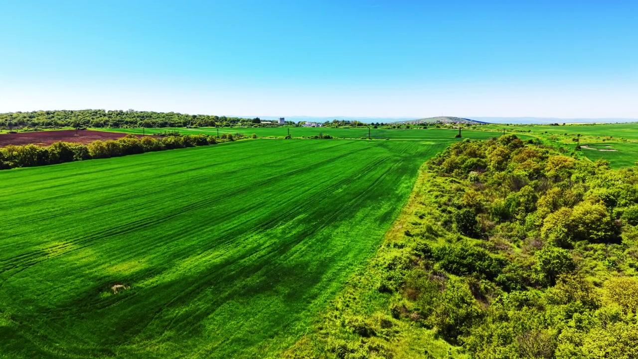 Perspective de drone regardant vers l'avant; un champ de céréales vert uniforme occupé par un boisement dense et arbustif, un ciel bleu pâle au-dessus. Vaste paysage agricole avec des champs verts bordés d'arbres denses.