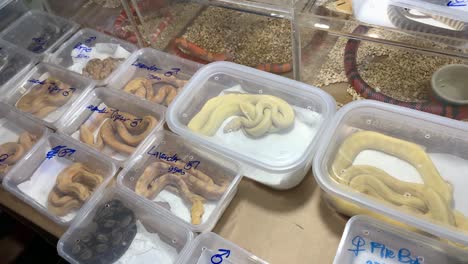 various snake species on display at the thailand pet expo - close up