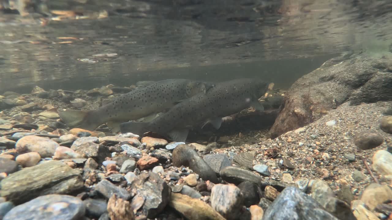 Underwater view of two sea trout holding in shallow flowing river before darting away