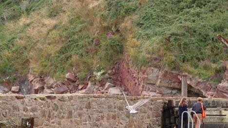 seagull flying near stone pier in fife