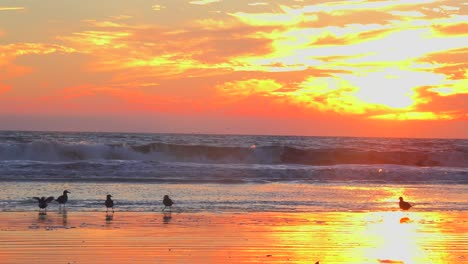 Las-Aves-Playeras-Disfrutan-De-La-Luz-Dorada-Del-Atardecer-A-Lo-Largo-De-La-Costa-Central-De-California-1