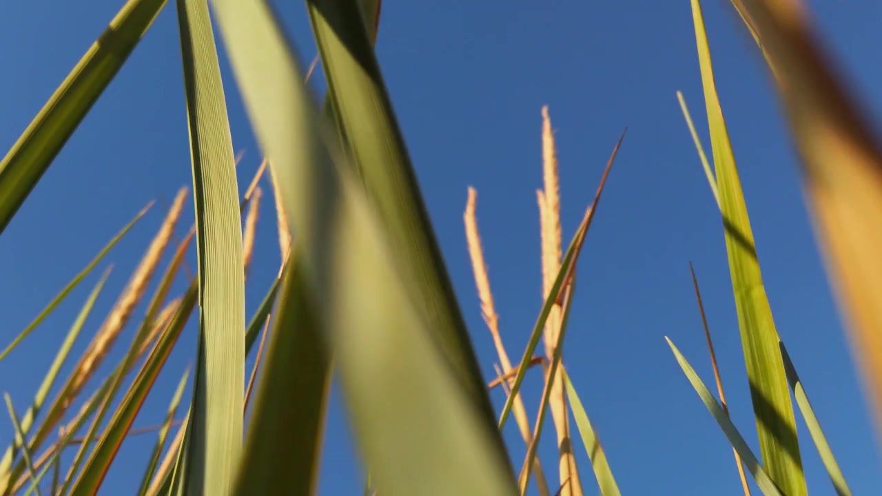 Phragmites australis. Carrizo. Fotografía tomada en verano al atardecer