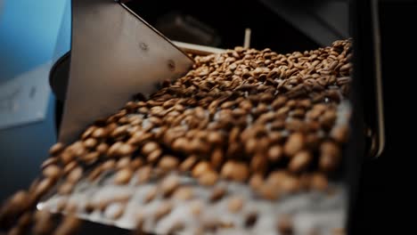 coffee beans on a conveyor belt