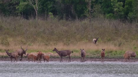 an individual left on the grass grazing, a stag moving on the water going to a female, herd resting, sambar deer, rusa unicolor, phu khiao wildlife sanctuary, thailand