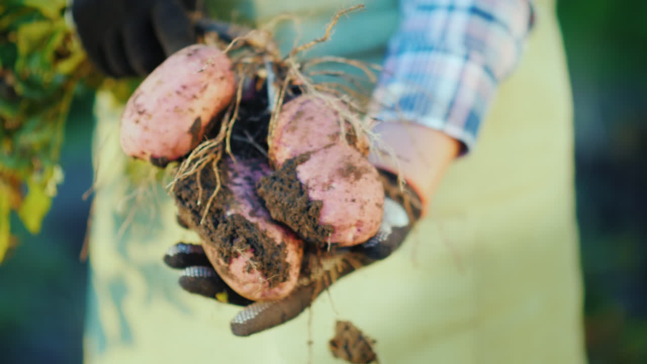 농부의 손은 현장 4k 비디오에서 감자 괴경 유기농 제품을 들고 있습니다.
