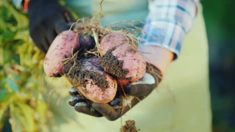 the farmer's hands hold potato tubers organic products from the field 4k video