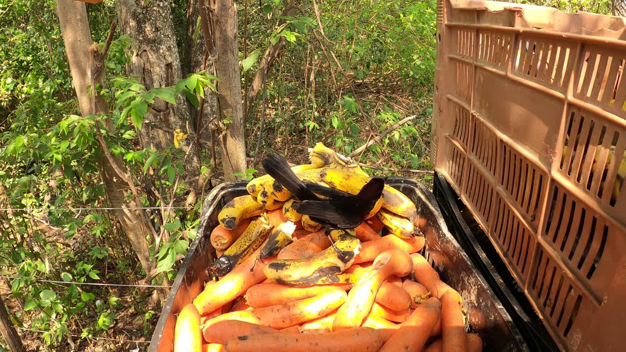 tangara de pico plateado comiendo frutas de la bandeja