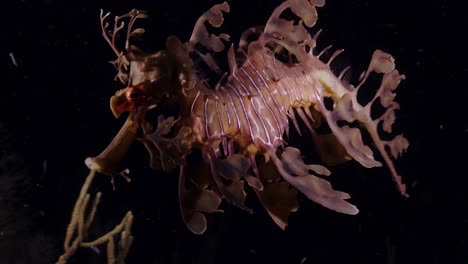dragones marinos frondosos phycodurus eques alimentándose de noche con huevos 4k 25fps cámara lenta